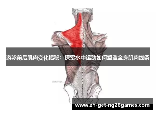 游泳前后肌肉变化揭秘：探索水中运动如何塑造全身肌肉线条